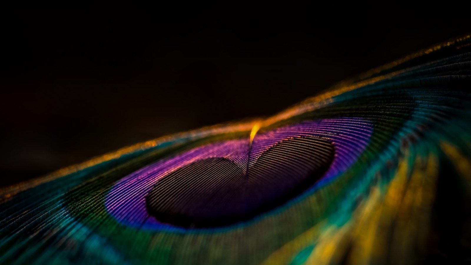 Nahaufnahme einer bunten Pfauenfeder.