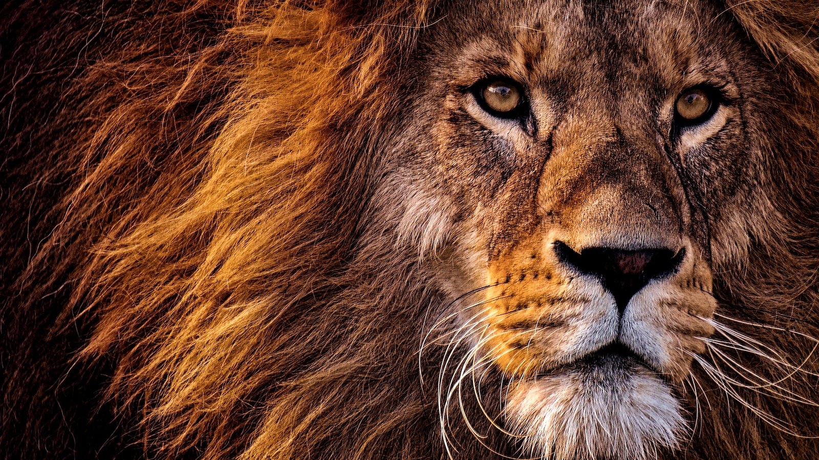 Nahaufnahme eines majestätischen Löwenkopfes.