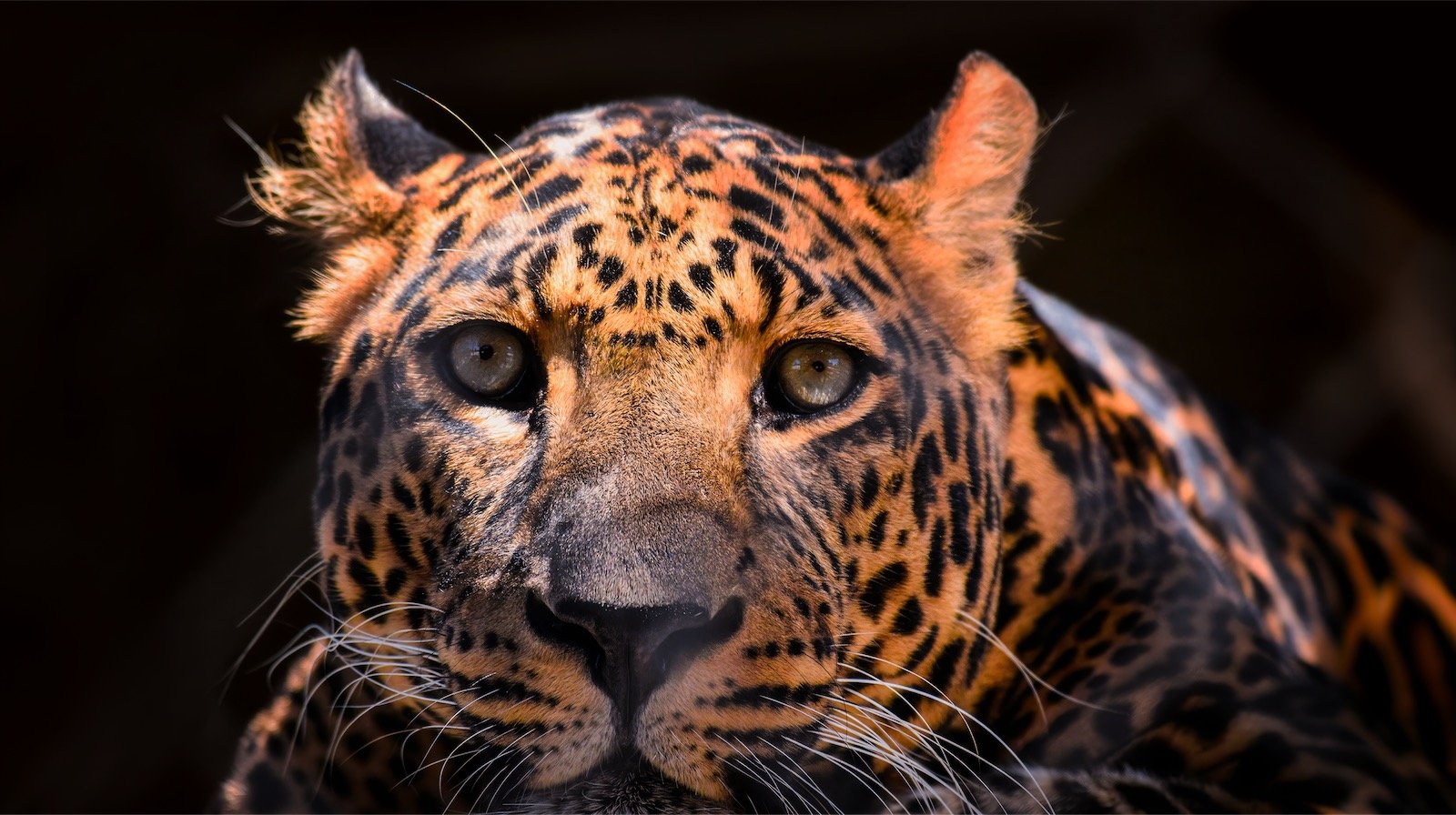 Leopard schaut direkt in die Kamera.